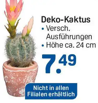 Rossmann Deko-Kaktus Angebot