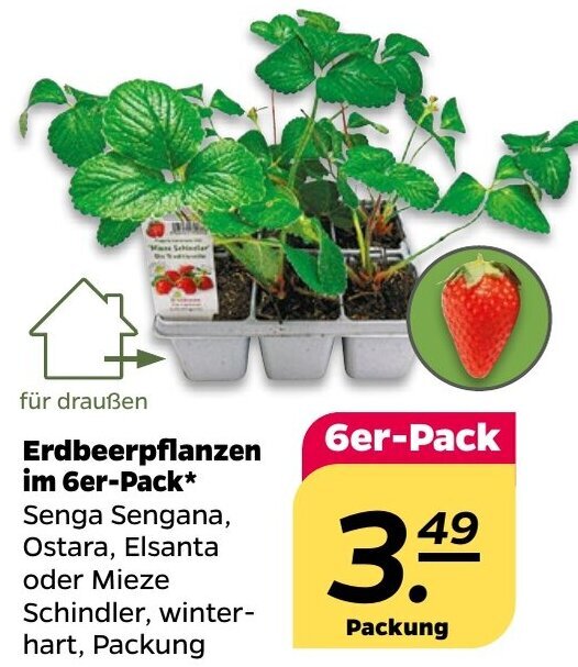Erdbeerpflanzen Angebot Diese Woche