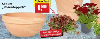 Thomas Philipps Sedum „Rosenteppich" 13 cm Topf Angebot