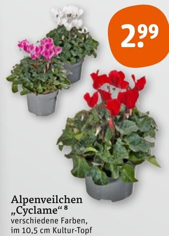 tegut Alpenveilchen ,,Cyclame" Angebot
