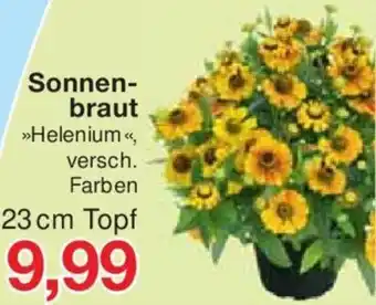 Jawoll Sonnenbraut 23 cm Topf Angebot