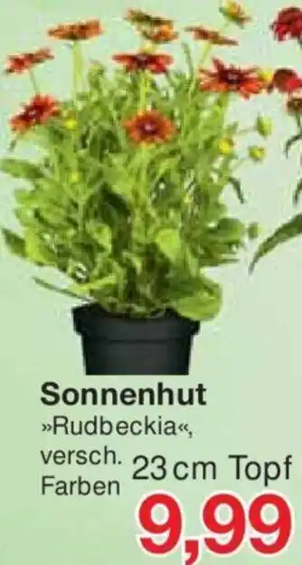 Jawoll Sonnenhut 23 cm Topf Angebot