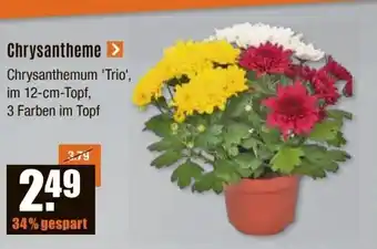 V Baumarkt Chrysantheme > Chrysanthemum 'Trio', im 12-cm-Topf, 3 Farben im Topf Angebot