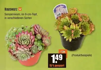 V Baumarkt Hauswurz Sempervivum, im 9-cm-Topf, in verschiedenen Sorten Angebot