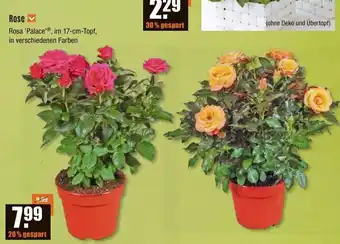 V Baumarkt Rose Rosa 'Palace'®, im 17-cm-Topf, in verschiedenen Farben Angebot