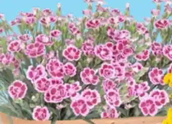 Thomas Philipps Nelken dianthus pink kisses Angebot