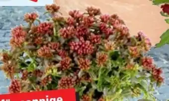 Thomas Philipps Sedum rosenteppich Angebot