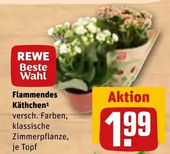 REWE Center REWE Beste Wahl Flammendes Käthchen¹ je Topf Angebot