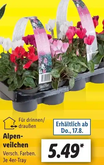 Lidl Alpenveilchen Angebot