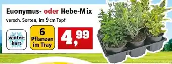 Thomas Philipps Euonymus oder Hebe Mix Angebot