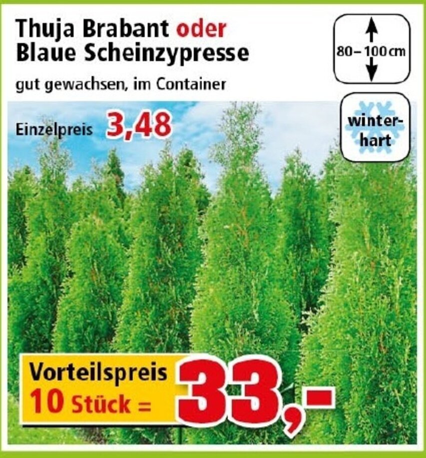 thuja globuli hund nebenwirkungen Globuli Verlustangst