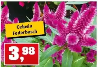 Thomas Philipps Celosia Federbusch Angebot