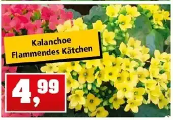 Thomas Philipps Kalanchoe Flammendes Kätchen Angebot