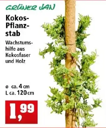 Thomas Philipps Grüner Jan Kokos Pflanzstab Angebot