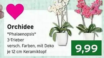 CAP Markt Orchidee Angebot