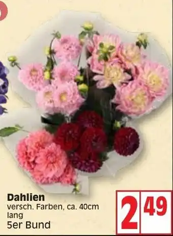 Edeka Dahlien Angebot