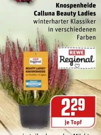 REWE Knospenheide Calluna Beauty Ladies Angebot