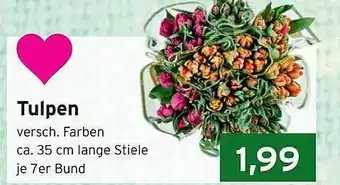 CAP Markt Tulpen Angebot