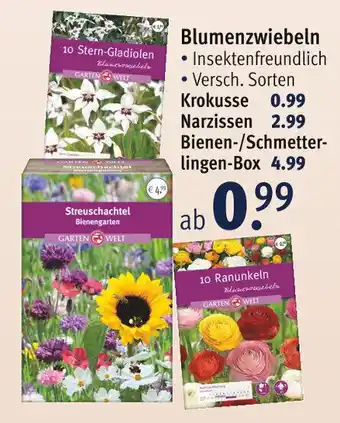 Rossmann Blumenzwiebeln Angebot