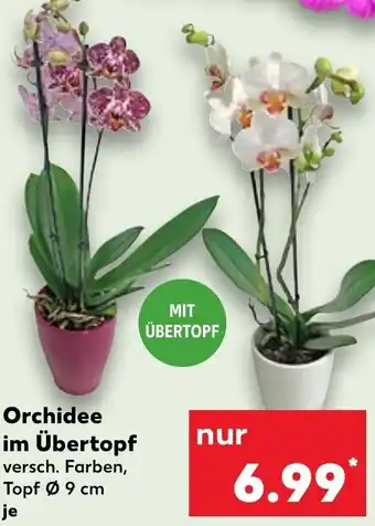 Kaufland Orchidee im Übertopf Angebot