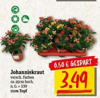 NP Discount Johanniskraut versch. Farben ca. 25cm hoch, Angebot