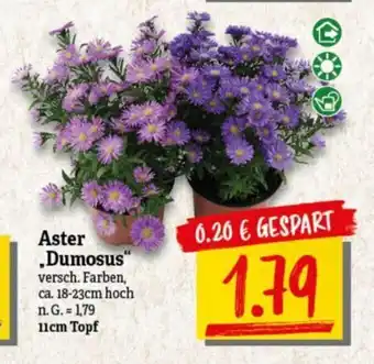 NP Discount Aster ,Dumosus" versch. Farben, ca. 18-23cm hoch n. G. = 1,79 11cm Topf Angebot