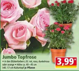 Norma Jumbo Topfrose ca. 40-45 cm Angebot