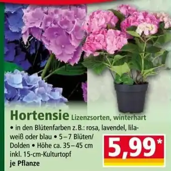 Norma Hortensie ca. 35-45 cm Angebot