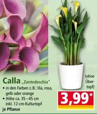 Norma Calla,Zantedeschia” 12-cm-Kulturtopf Angebot