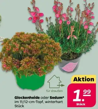 NETTO Glockenheide oder Sedum Angebot