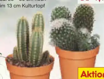 Netto Marken-Discount Kakteen-Mix Angebot