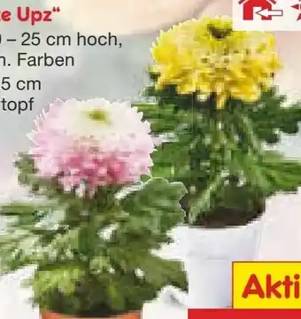 Netto Marken-Discount Chrysanthemen Unicorn Make Upz Angebot