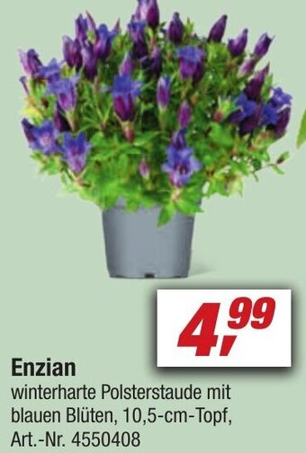 toom Baumarkt Enzian Angebot