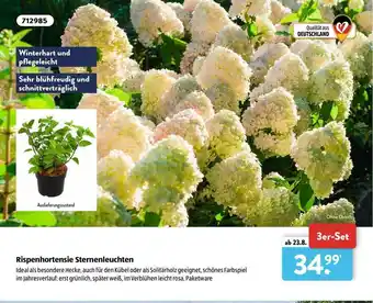 Aldi Süd Rispenhortensie Sternenleuchten Angebot