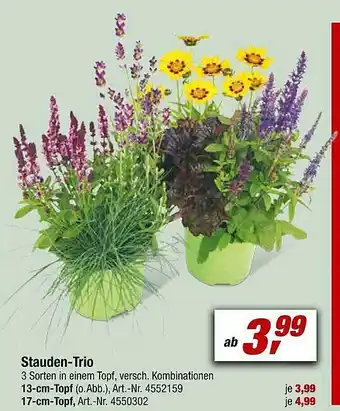 toom Baumarkt Stauden-trio Angebot