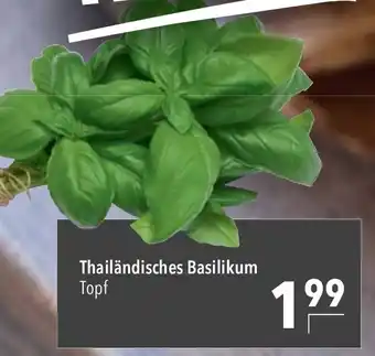 CITTI Markt Thailändisches Basilikum Topf Angebot