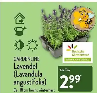 Aldi Nord Gardenline Lavendel (lavanduka Angustifolia) Angebot