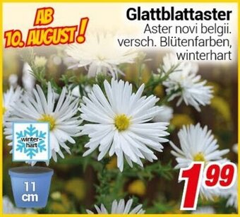 CENTERSHOP Glattblattaster Angebot