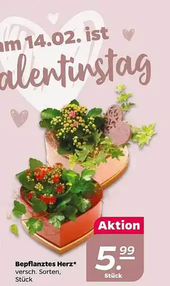NETTO Bepflanztes Herz Angebot