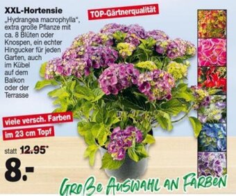 Repo Markt XXL-Hortensie Angebot