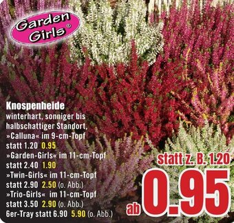 B1 Discount Baumarkt Garden Girls Knospenheide Angebot