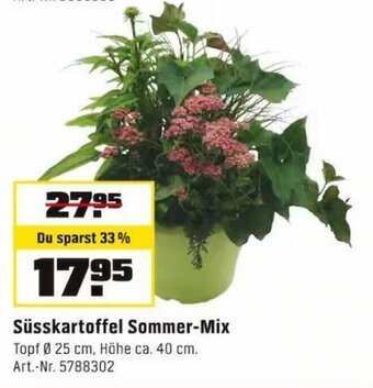 OBI Süsskartoffel Sommer-Mix Topf Ø 25 cm, Höhe ca. 40 cm. Angebot