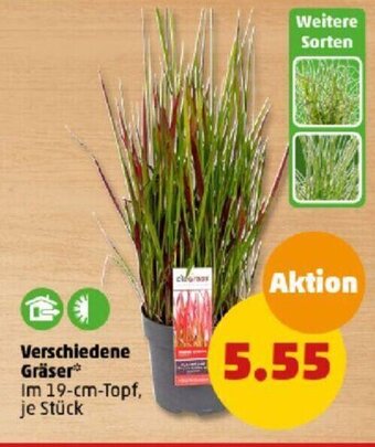 PENNY Verschiedene Gräser 19-cm-Topf Angebot