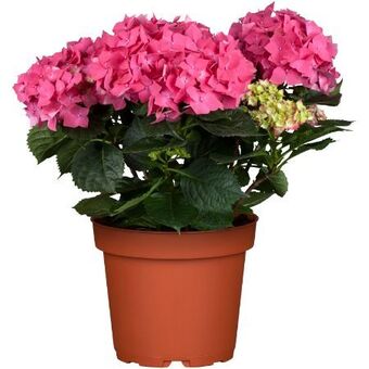 toom Baumarkt Bauernhortensie Angebot