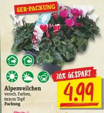 NP Discount Alpenveilchen Angebot