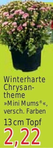 Wiglo Wunderland Winterharte Chrysantheme 13 cm Topf Angebot