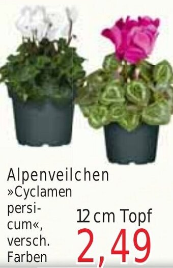 Wiglo Wunderland Alpenveilchen 12 cm Topf Angebot