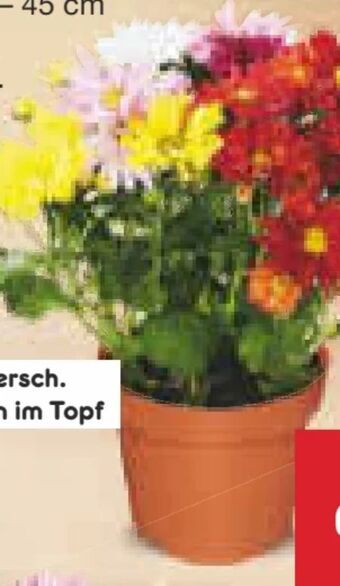 Netto Marken-Discount Dreifarbiger chrysanthemen-busch Angebot
