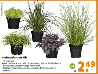 Globus Baumarkt Herbstpflanzen Mix Angebot