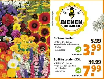 Globus Baumarkt Blütenstauden oder Solitärstauden XXL Angebot